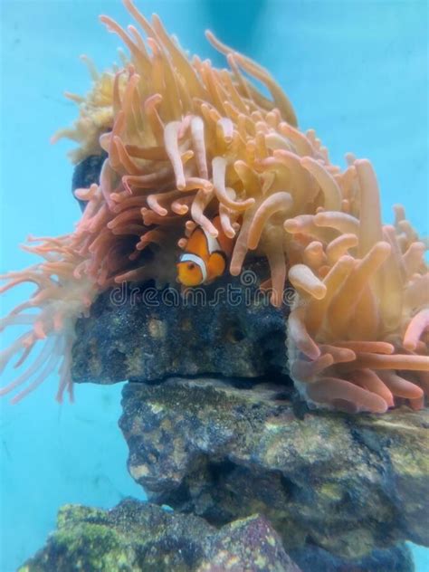 Finding Nemo Jellyfish 2007 的图像结果