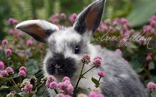 Image result for Spring Bunnies Background