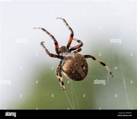 Marbled Orb Weaver Stock Photo - Alamy