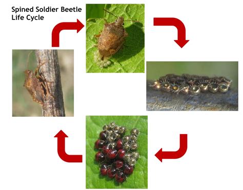 Flour Beetle Life Cycle at Matthew Tindal blog