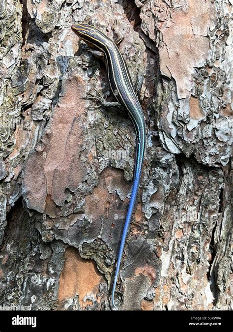 Blue tail skink lizard Stock Photo - Alamy