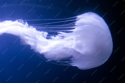 Premium Photo | Atlantic sea nettle jellyfish, chrysaora quinquecirrha ...