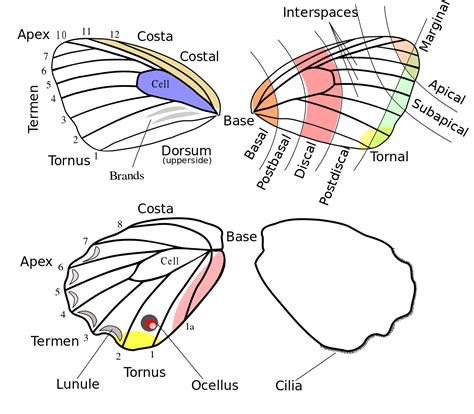 ملف:Butterfly wing terms.svg - المعرفة