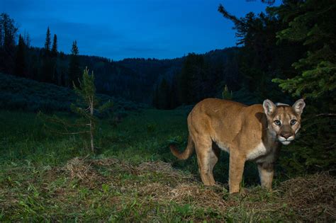 Mountain lion new york - qlerolending