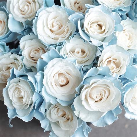 Light Blue Rose