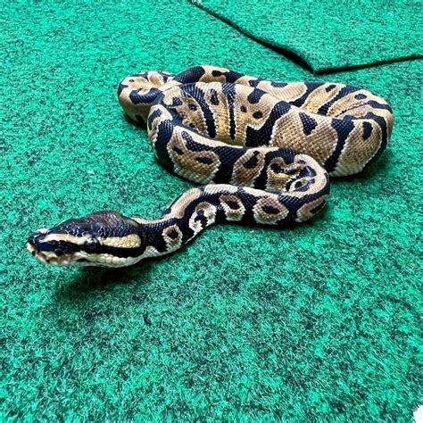 Female Ball Python for sale from the best ball python breeders