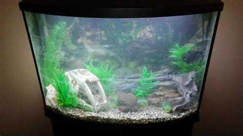 First shot of the new 36 gallon up and running!! So happy been a long ...