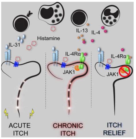Neuroimmunology and Allergic Disease