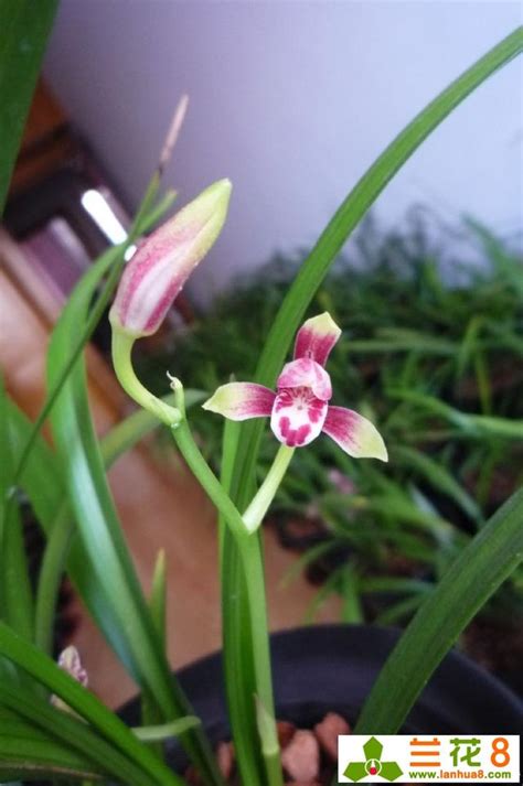 龙胜兰的处理结果龙胜兰2022已更新今日更新