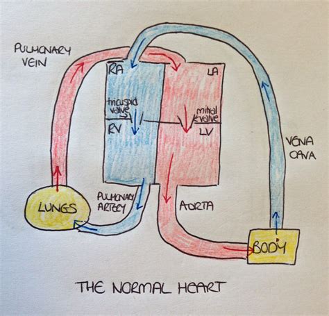 Simple Box Heart Diagram