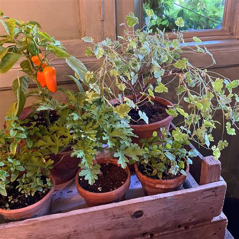 THE PIG-IN THE COTSWOLDS (Barnsley, England) - Hotel Reviews, Photos ...