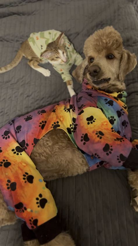 Bagel and Noodles : r/orientalshorthair