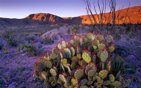Prickly pear cactus Big Bend National Park Texas Bing 4K Preview ...