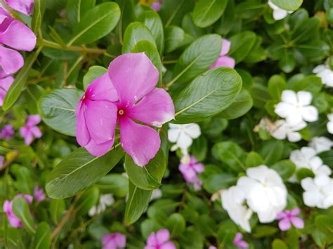 Kuvatulokset haulle periwinkle