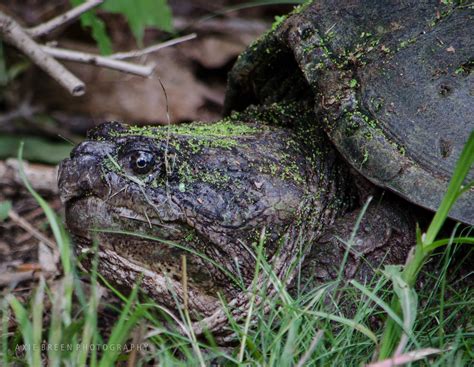 Image result for Snapping Turtle Running