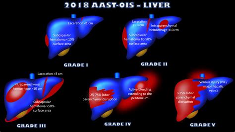 Liver