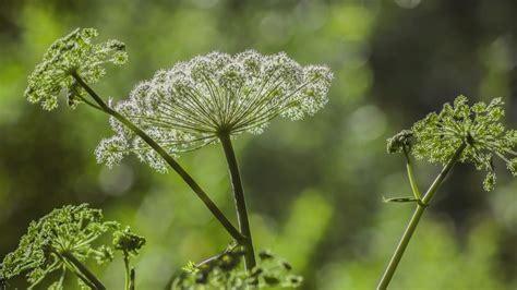 Identifying Hemlock