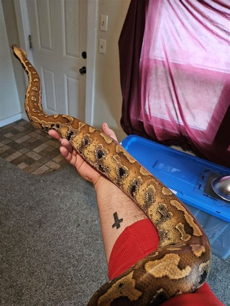 Image result for Blood Python Snakes