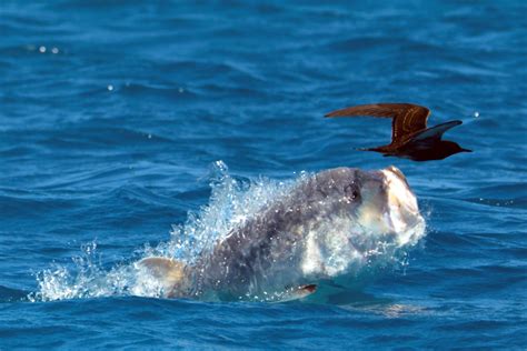 Blue Planet 2: The bird-eating fish scene | British GQ | British GQ