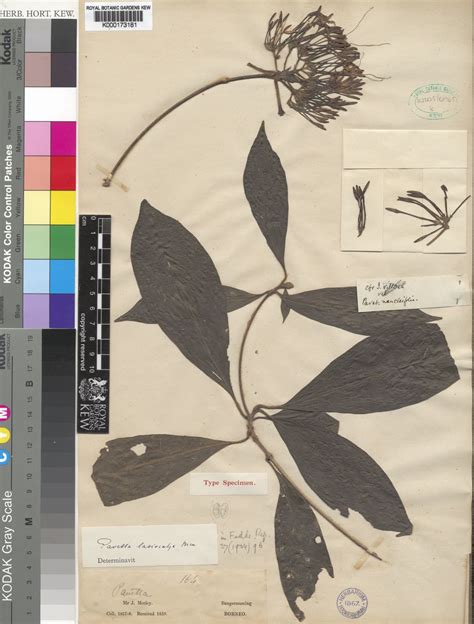 Pavetta lasiocalyx Bremek. | Plants of the World Online | Kew Science