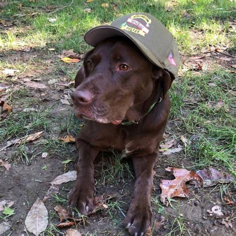 Lancaster County Drug Task Force's K9 Bear - pennlive.com