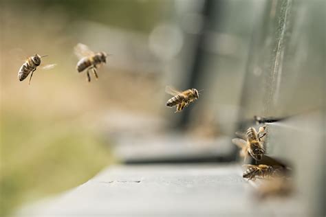 15 Fascinating Facts About Honey Bees