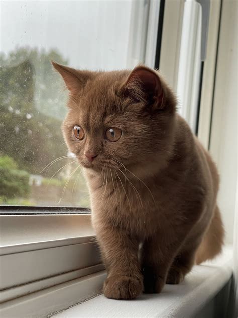 Adorable Cinnamon British Shorthair Kitten