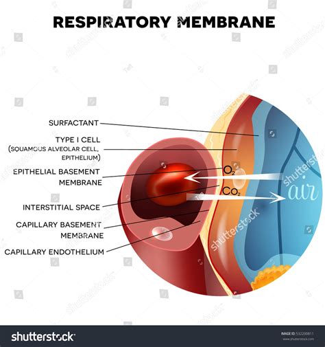 Respiratory Membrane Alveolus Closeup Detailed Anatomy : illustration de stock 532200811 ...
