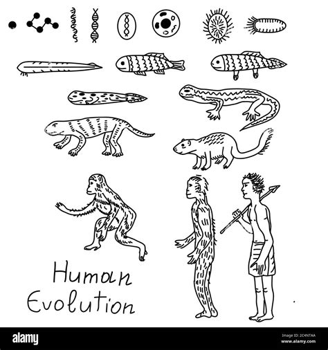 Humans Evolution Line since Fish 的图像结果