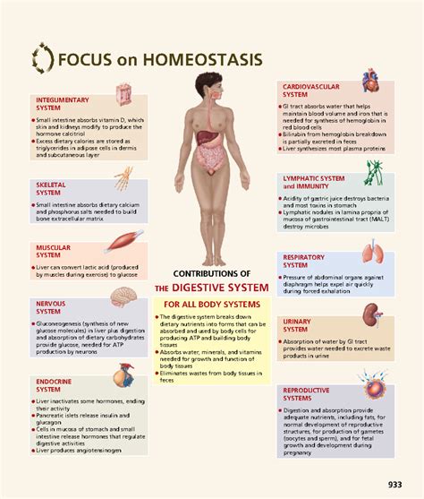Anatomy-physiology-242 - CONTRIBUTIONS OF FOCUS on HOMEOSTASIS THE ...