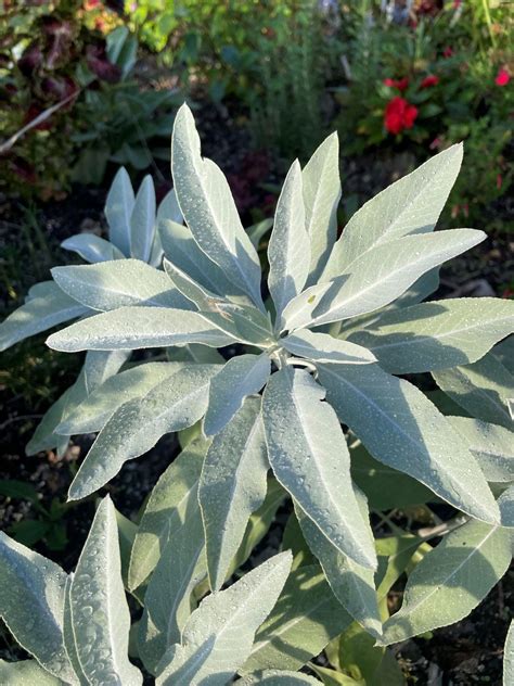 White Sage (Salvia apiana) - Peace Tree Farm