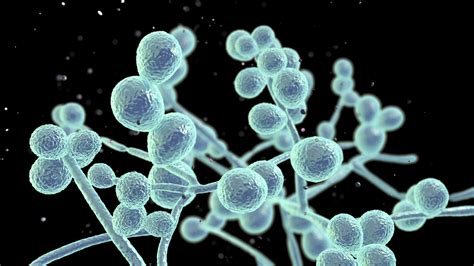 Candida albicans creuse des tunnels transcellulaires - Medisquare