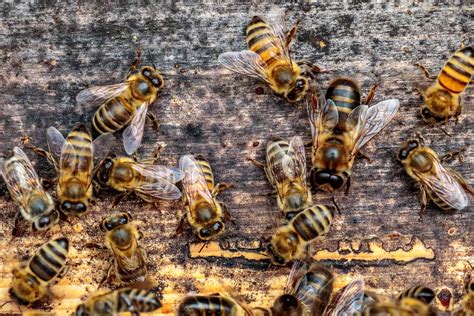 Types of Bees and How to Identify Them | Chook City