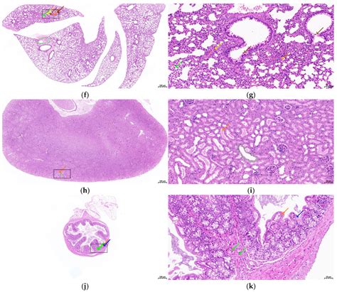 Biological Characteristics and Comparative Genomic Analysis of ...