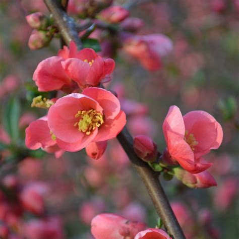 How to Grow and Care for Flowering Quince - growhappierplants.com - can you grow quince in a pot