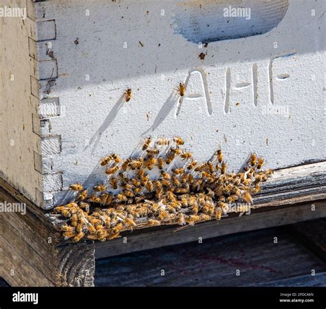 Beehives almond orchard hi-res stock photography and images - Alamy