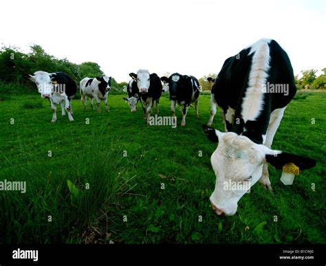 Group of cattle on grass Stock Photo - Alamy