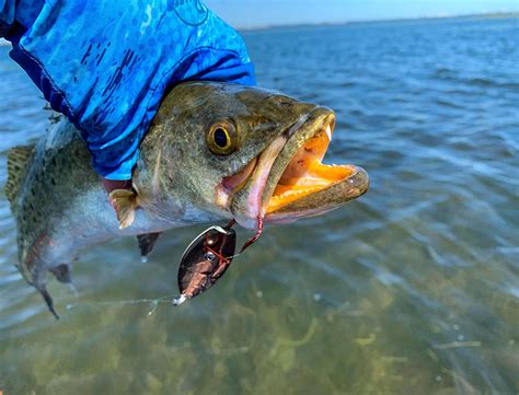 Texas speckled trout fishery faces historic regulation changes