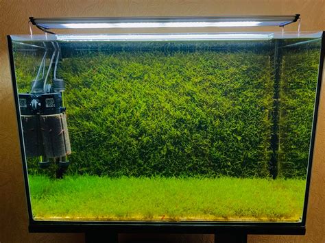 Image result for Java Moss Tank