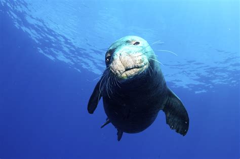 Caribbean Monk Seals Officially Declared Extinct