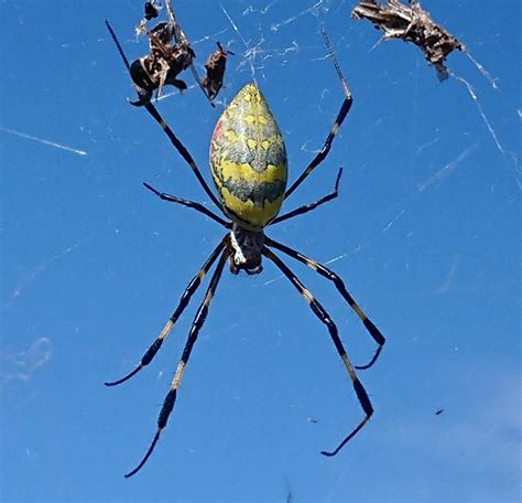 Is a Trichonephila Clavata poisonous?Can Joro spiders hurt you? - Spider Pedia