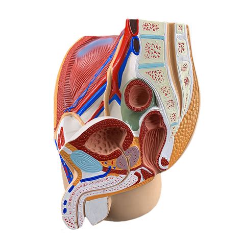 Dadakewin Male And Female Pelvis Anatomical Model Genitourinary Uterine Gynecology | Desertcart UAE