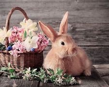 Image result for Spring Bunnies in Grass