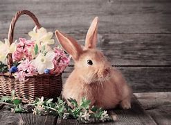 Image result for Spring Bunnies and Flowers Pics
