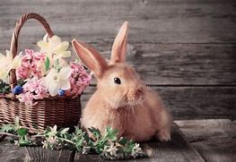 Image result for Adorable Bunnies of Spring