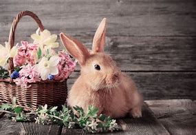 Image result for Скрап-набор Spring Bunnies