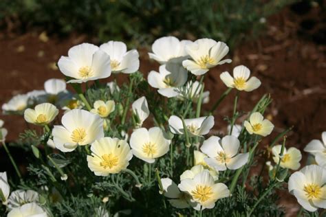White Poppies Flowers