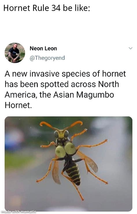 Rule 34 Hornet be like: : r/HollowKnightMemes