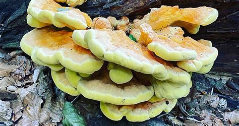 Polypore soufré, tout savoir - secrets des champignons