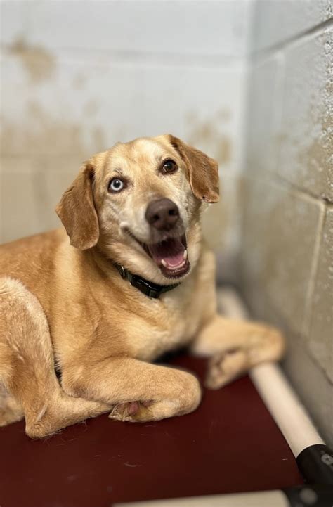 Dawsonville Humane Society